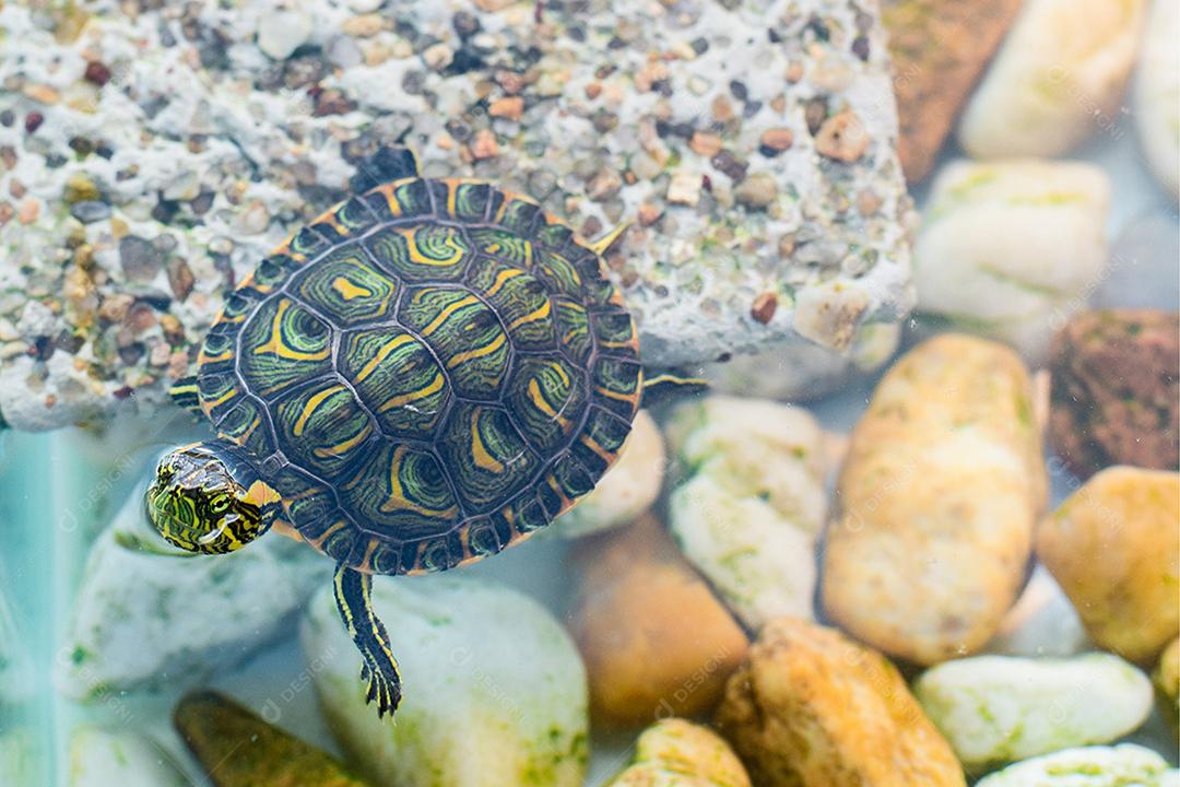 Bela tartaruga-tigre (Trachemys dorbigni) em aquario de água doce