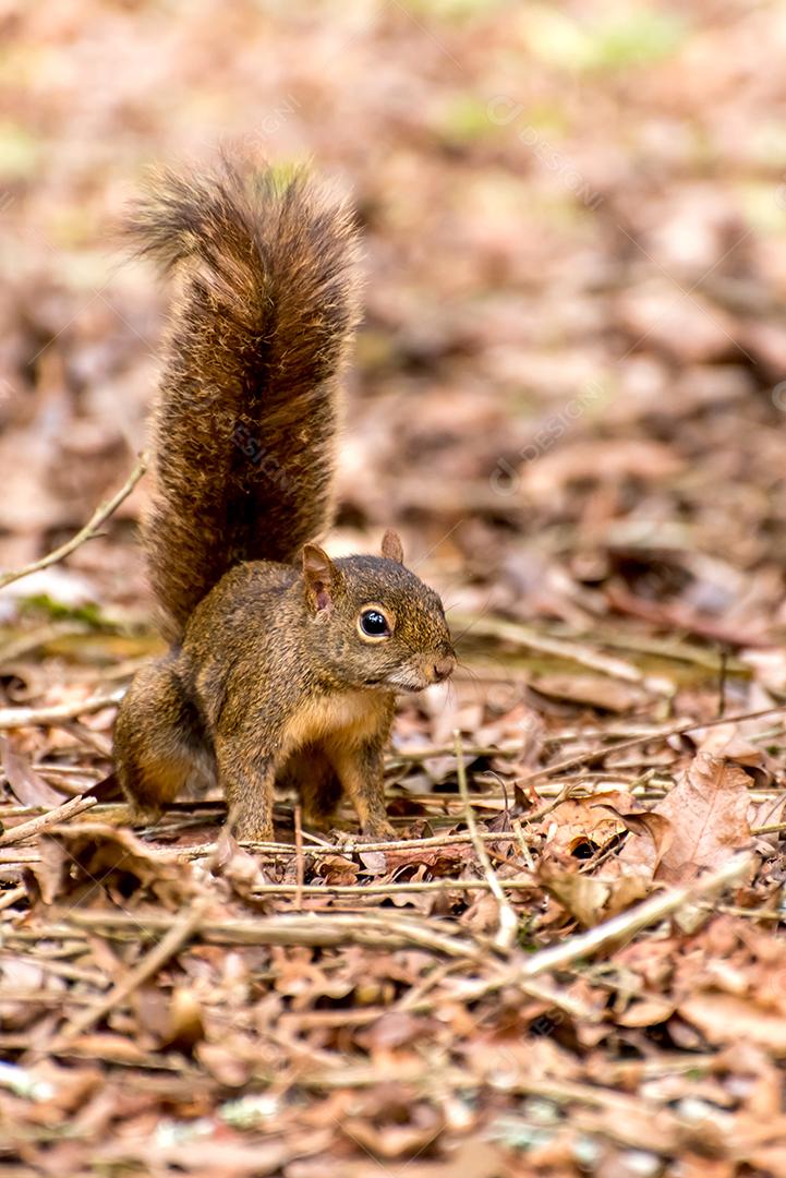 Esquilo na selva olhando para a câmera.