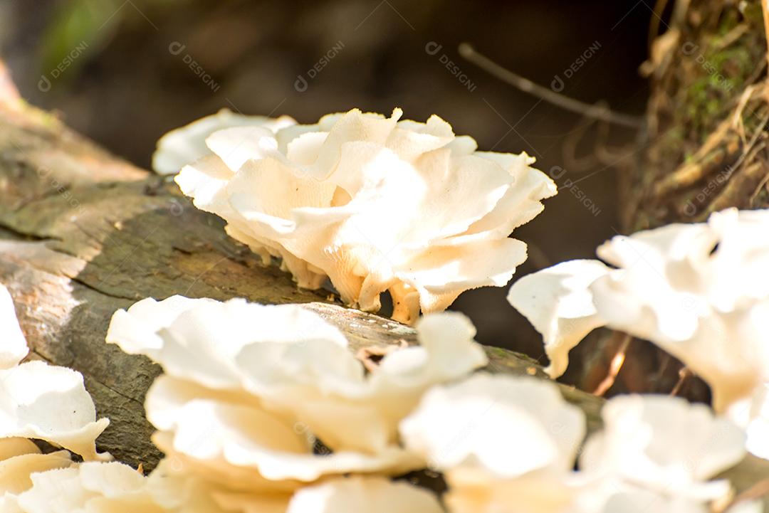 Tronco de árvore com cogumelos brancos em uma margem do rio
