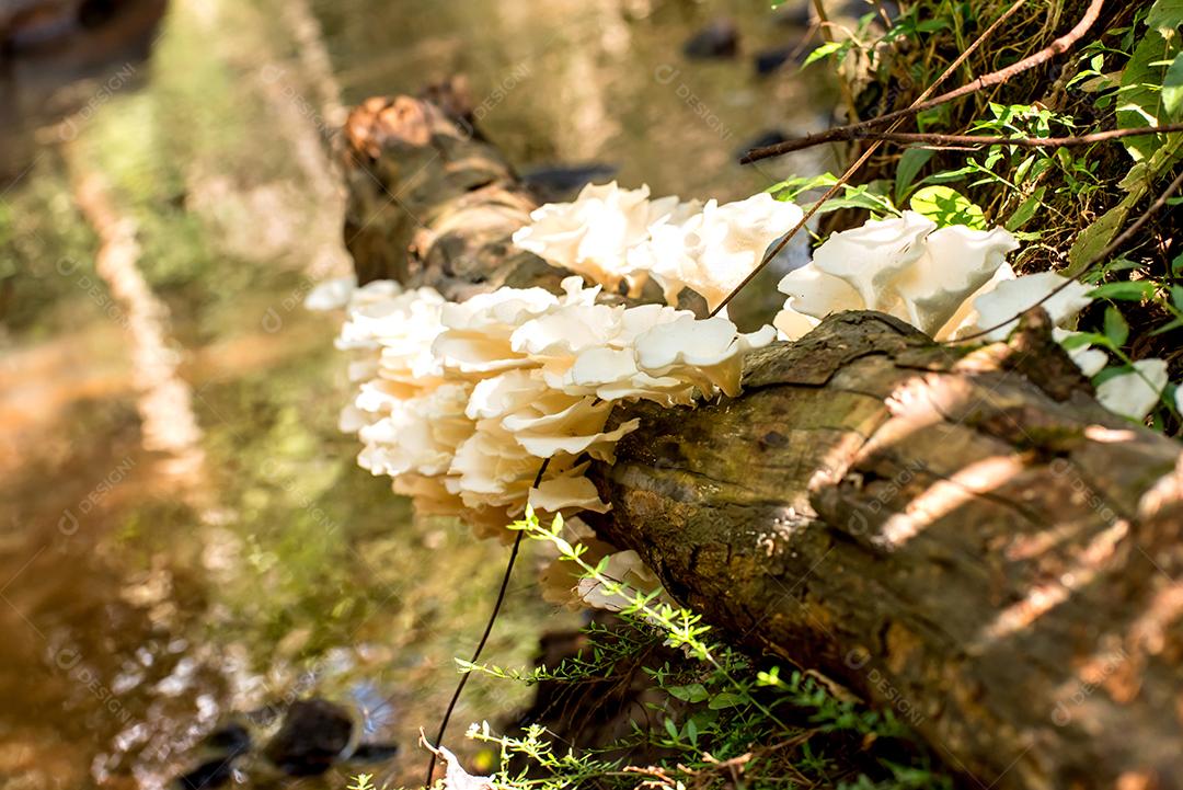 Tronco de árvore com cogumelos brancos na margem do rio.