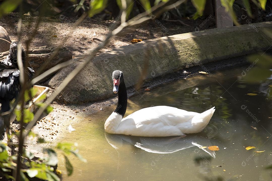 A fleet of white ducks swimming straight in a row in the green p