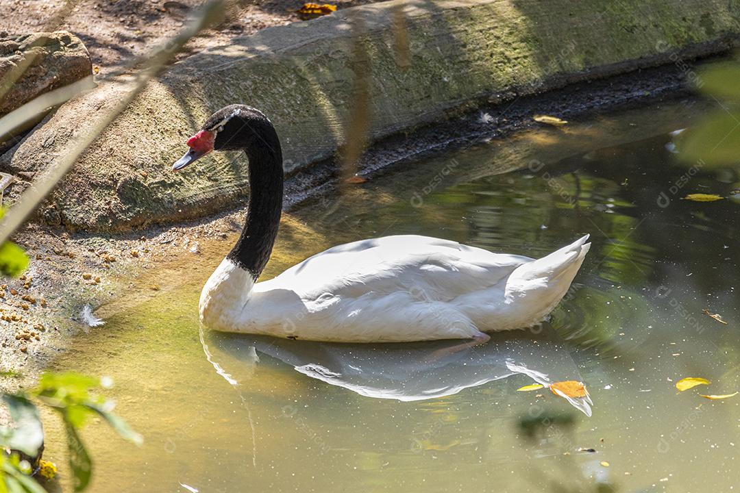 Uma frota de patos brancos nadando em linha reta no p verde
