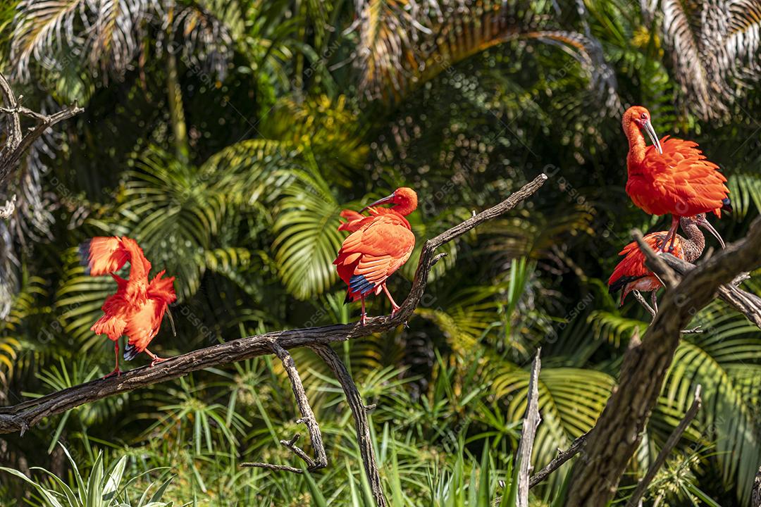 Scarlet Ibis ou Eudocimus ruber pássaro vermelho do Threskiornithida