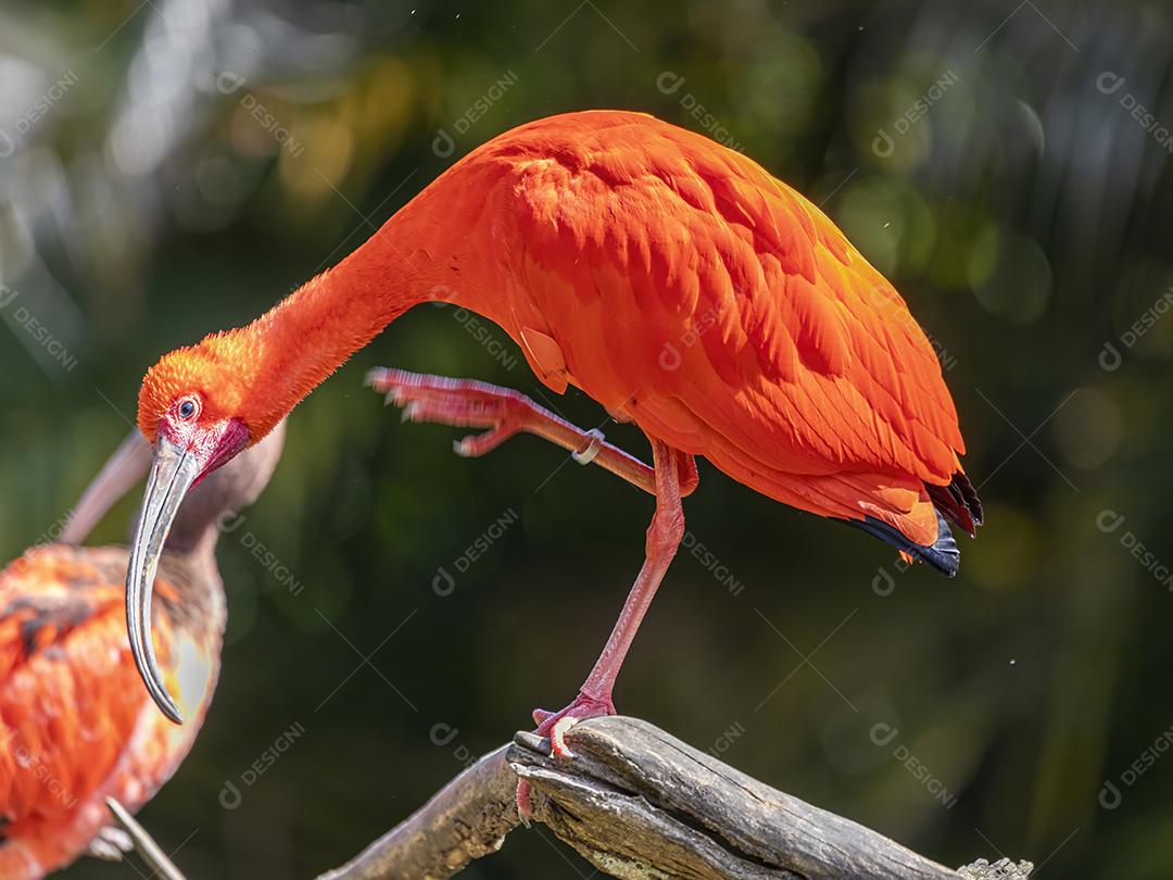 Scarlet Ibis ou Eudocimus ruber pássaro vermelho do Threskiornithida