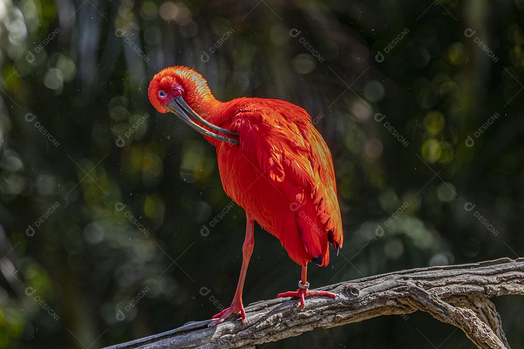 Scarlet Ibis ou Eudocimus ruber pássaro vermelho do Threskiornithida