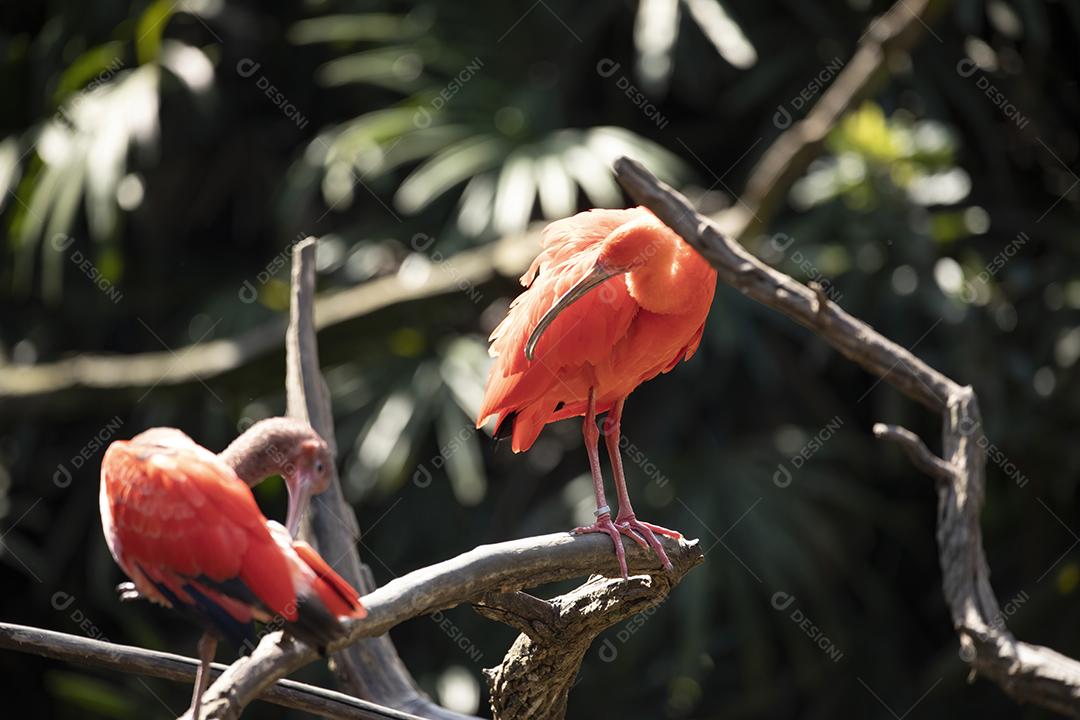 Scarlet Ibis ou Eudocimus ruber pássaro vermelho do Threskiornithida