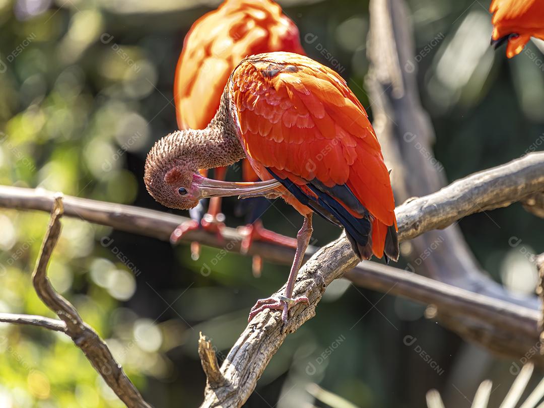 Scarlet Ibis ou Eudocimus ruber pássaro vermelho do Threskiornithida