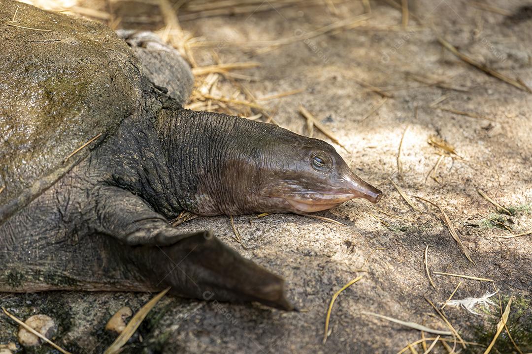 Uma grande tartaruga de corpo mole - Trionychoidea
