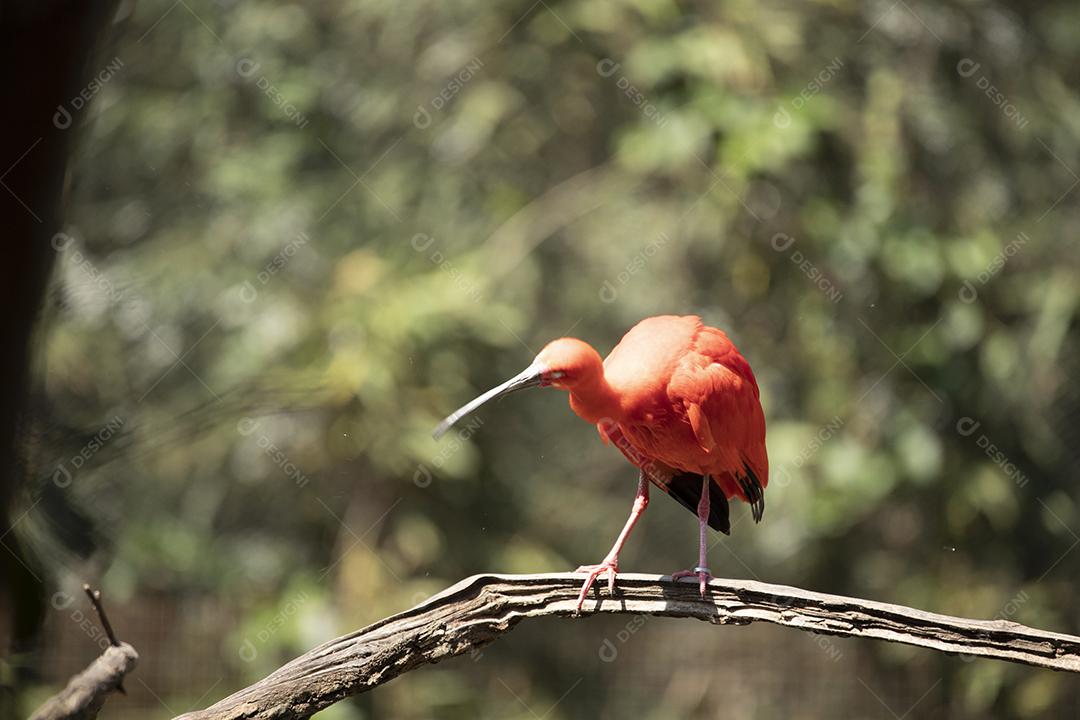Scarlet Ibis ou Eudocimus ruber pássaro vermelho do Threskiornithida