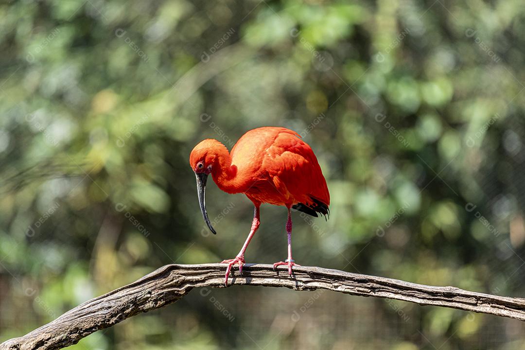 Scarlet Ibis ou Eudocimus ruber pássaro vermelho do Threskiornithida