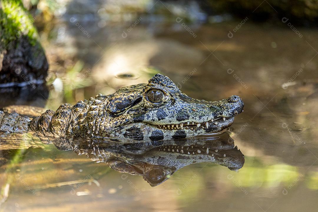 Jacaré,água,imagem fotogradica