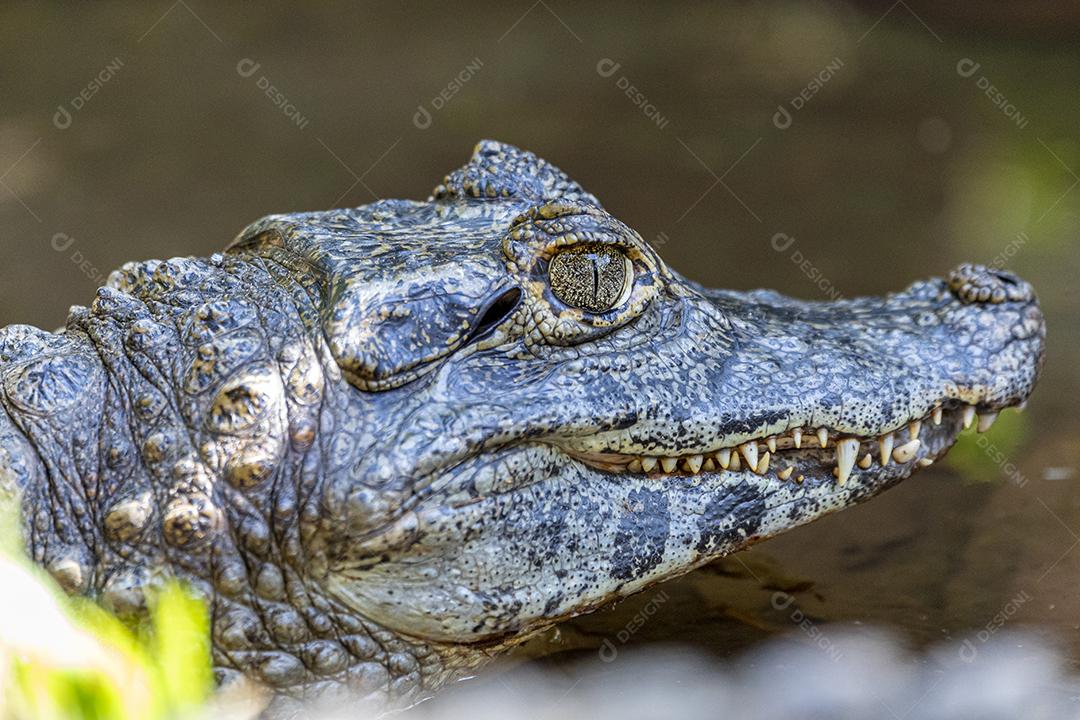Alligator sunbathing on the grass