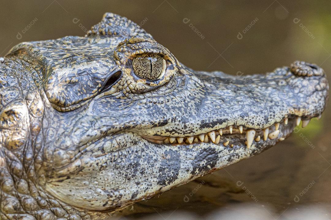 Jacaré tomando sol na grama