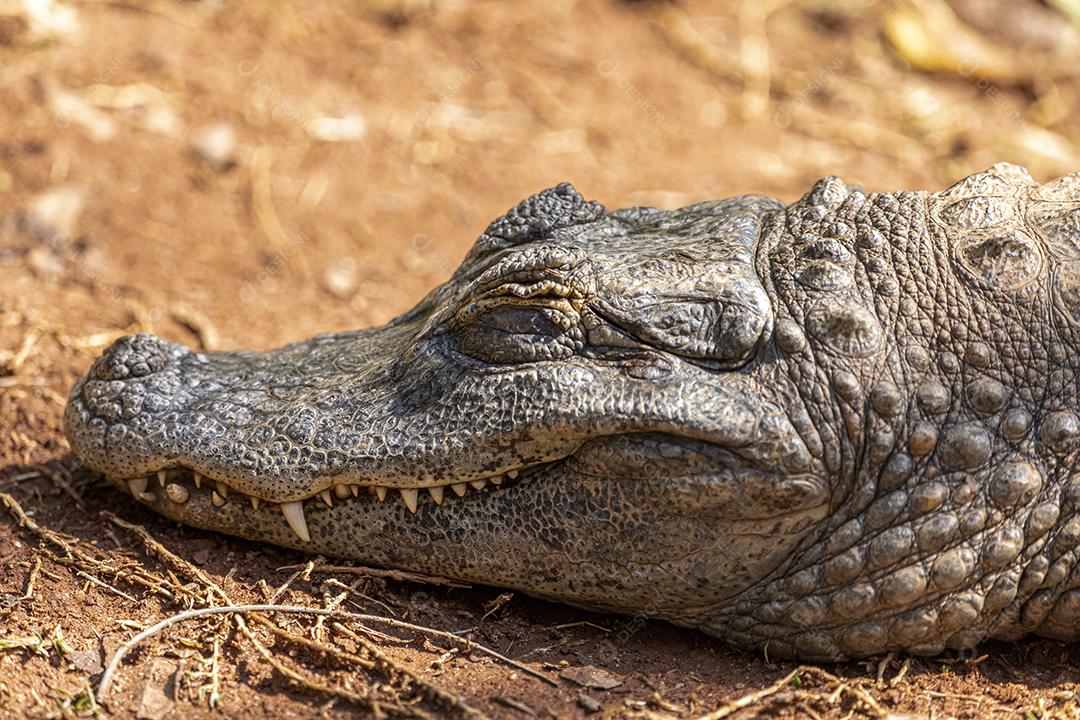Jacaré tomando sol na grama