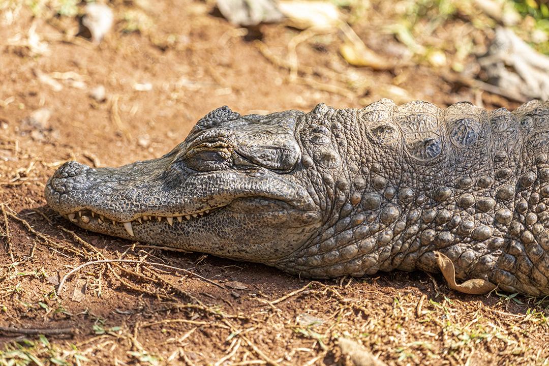 Alligator sunbathing on the grass