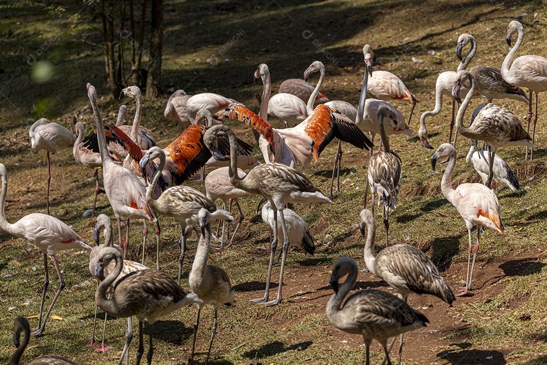 um grupo de flamingos em pé em uma grama