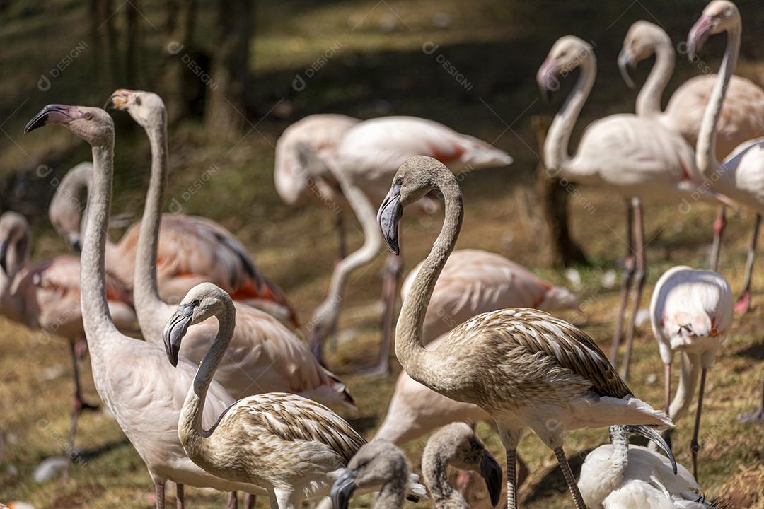 um grupo de flamingos em pé em uma grama