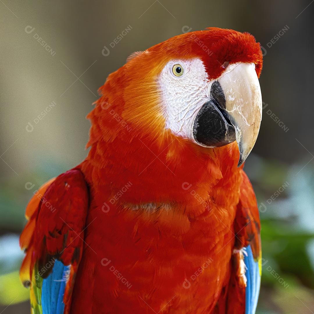 Arara de asas verdes (Ara chloropterus)