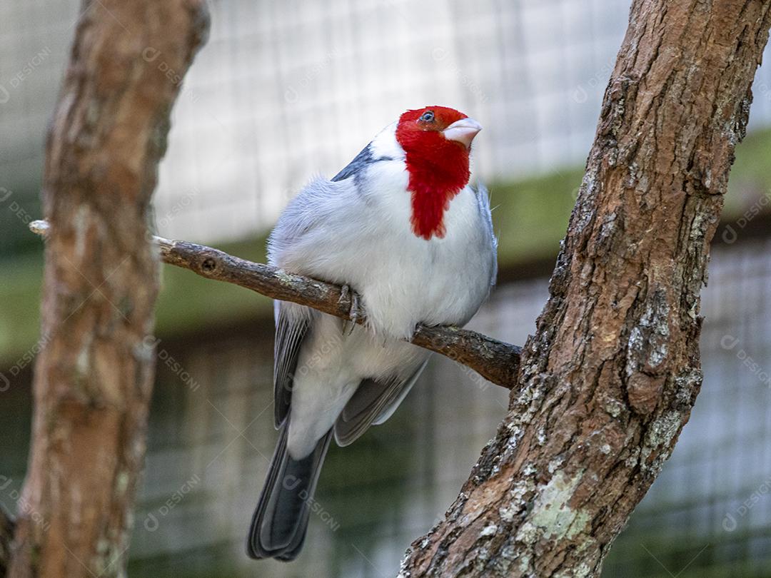 Paroaria, os cardeais ruivos ou cardeais-sangues (como