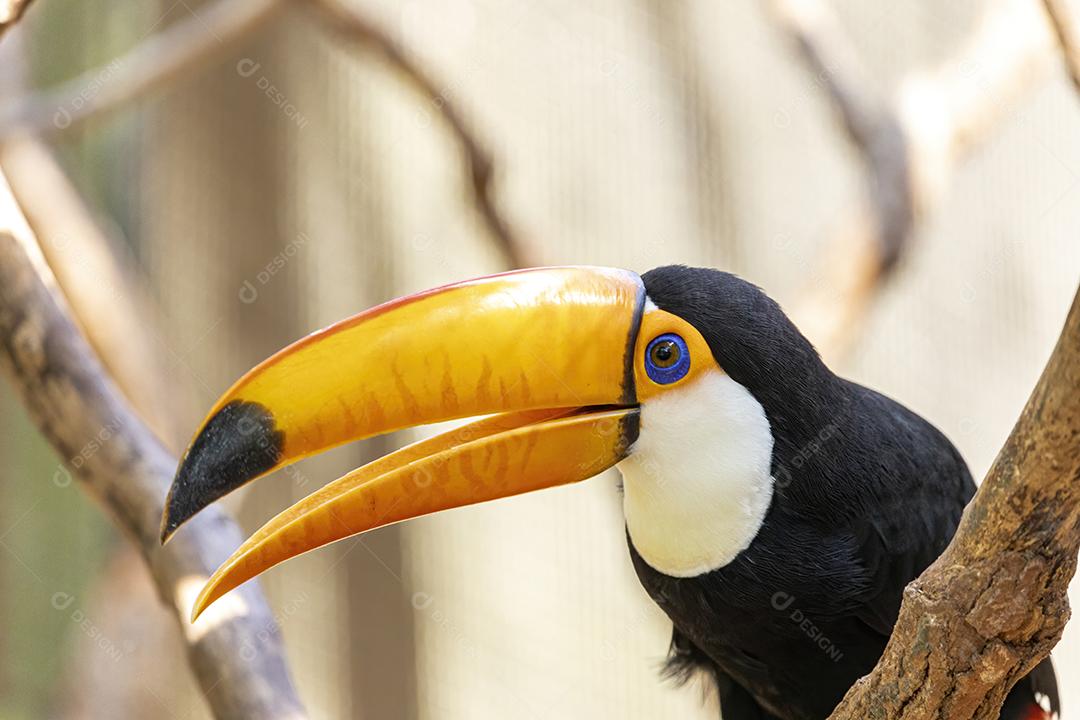 Tucano no galho. Parque de pássaros no Brasil