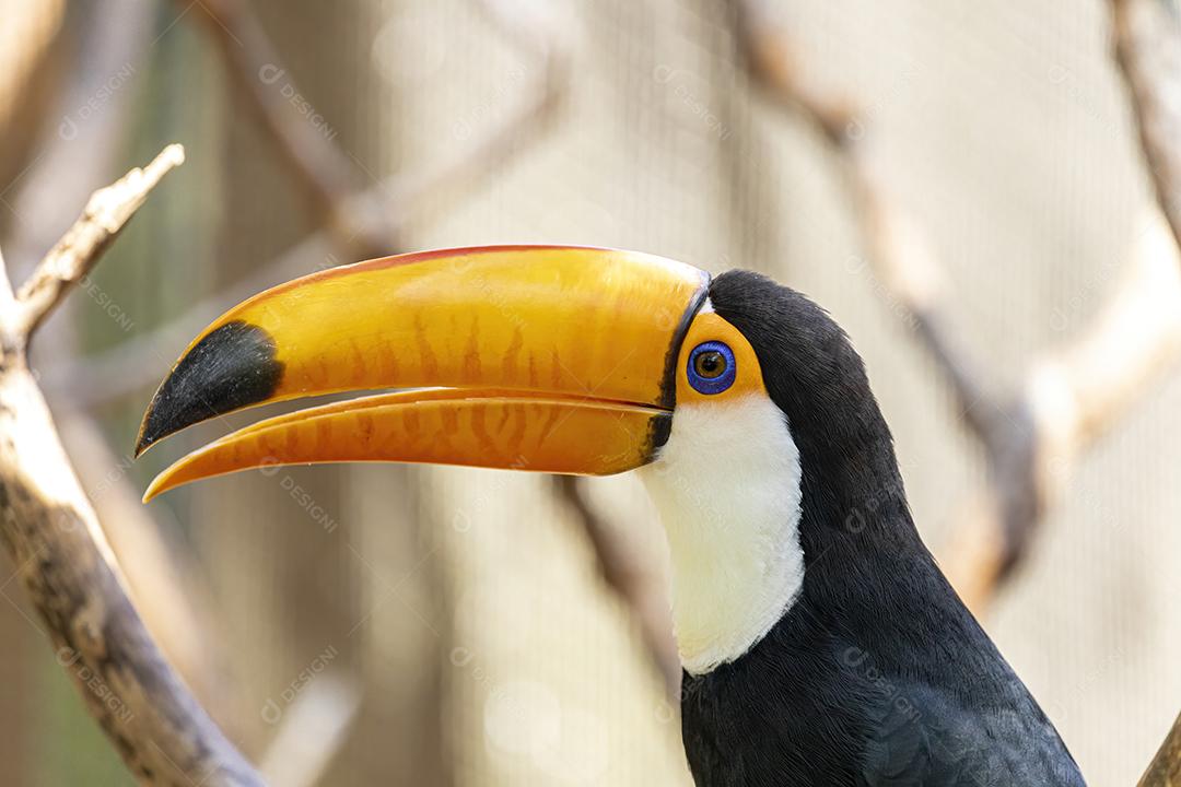 Tucano no galho. Parque de pássaros no Brasil