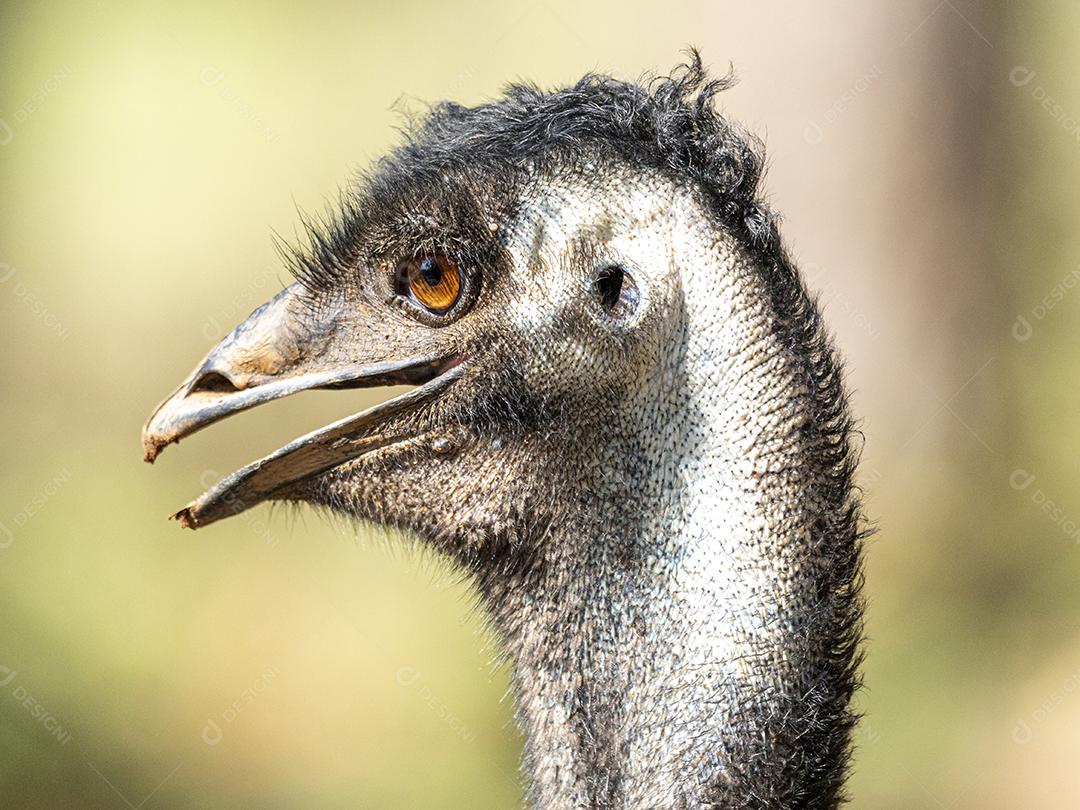 A ema é a segunda maior ave viva em altura, depois de seu r