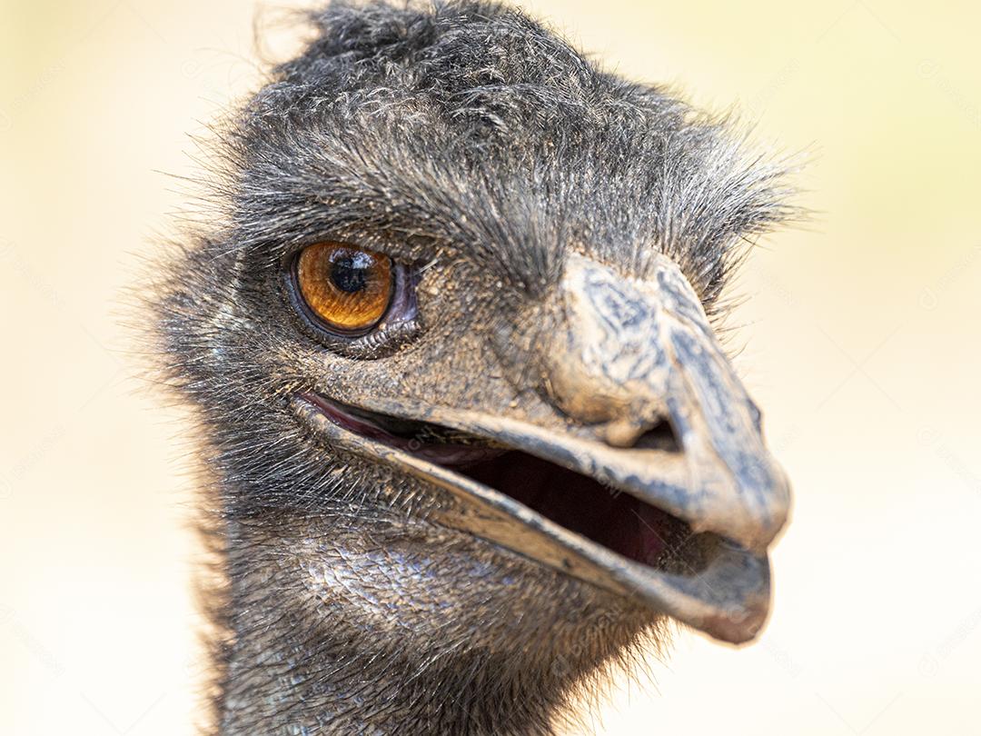 ema ,ave, imagem fotografica