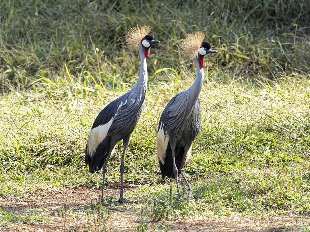A pair of Black-crowned Crane - Balearica pavonina
