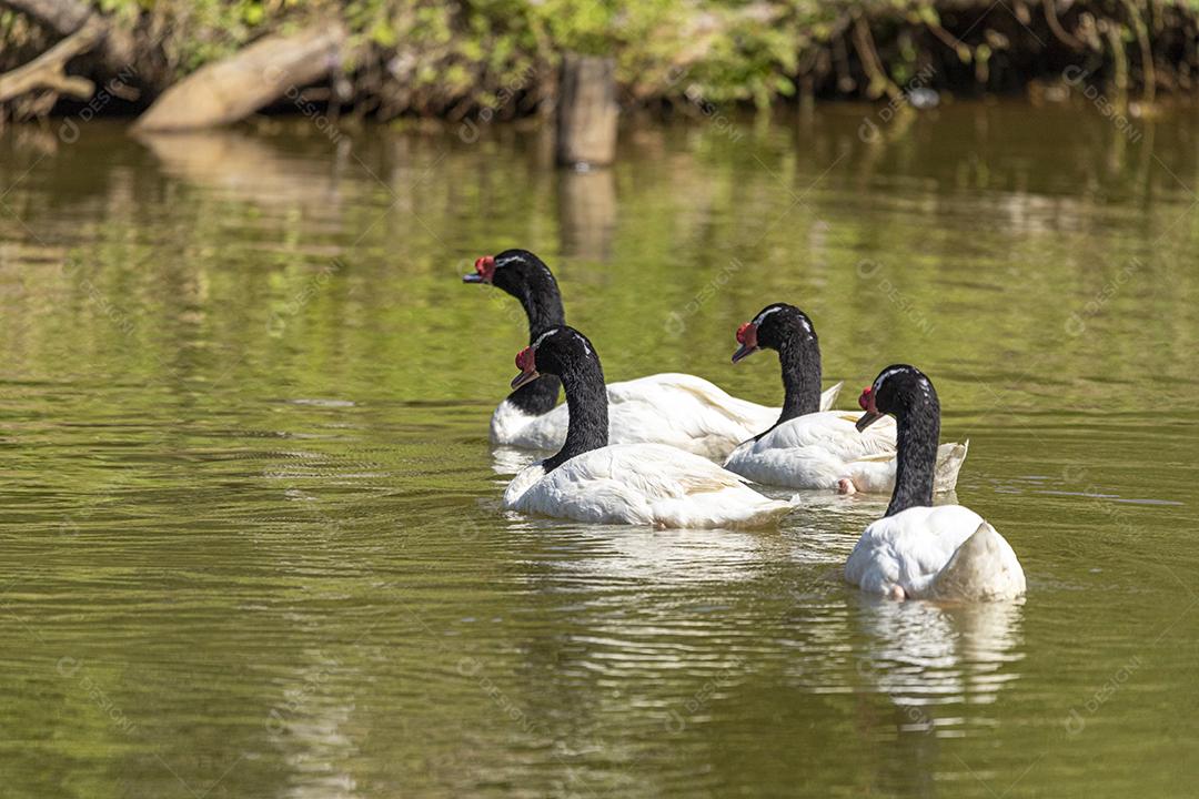 Uma frota de patos brancos nadando em linha reta no p verde