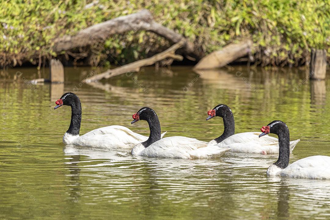 Uma frota de patos brancos nadando em linha reta no p verde