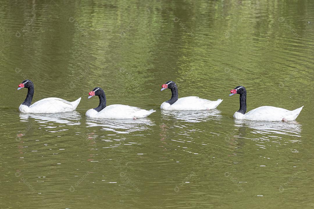 Uma frota de patos brancos nadando em linha reta no p verde