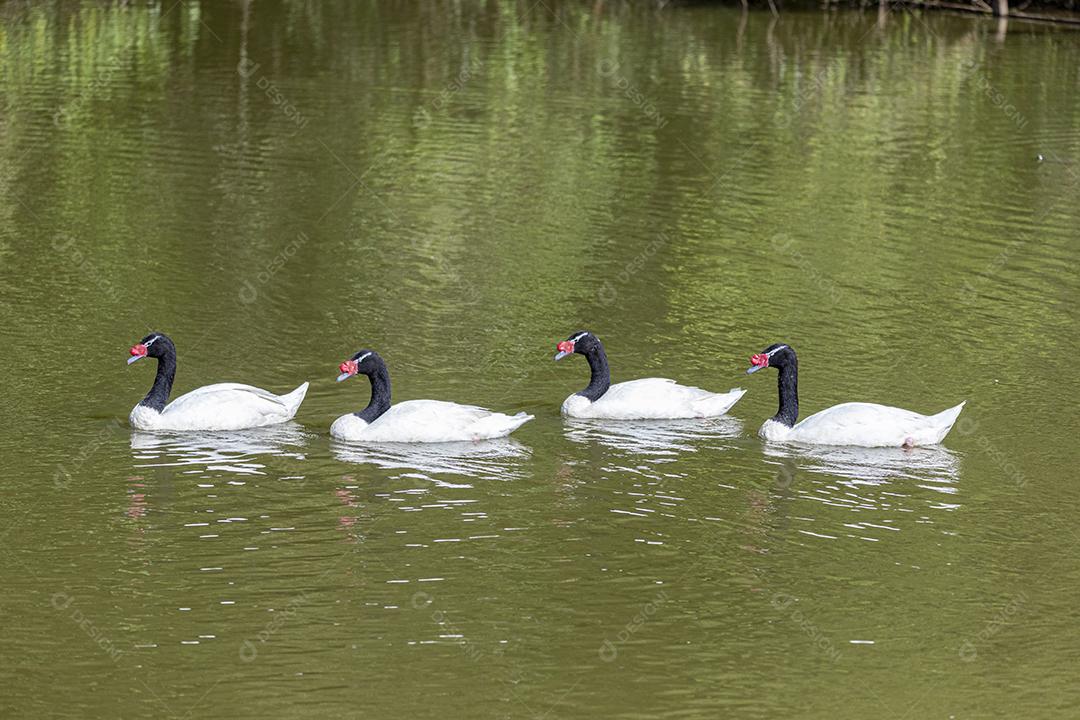 Uma frota de patos brancos nadando em linha reta no p verde