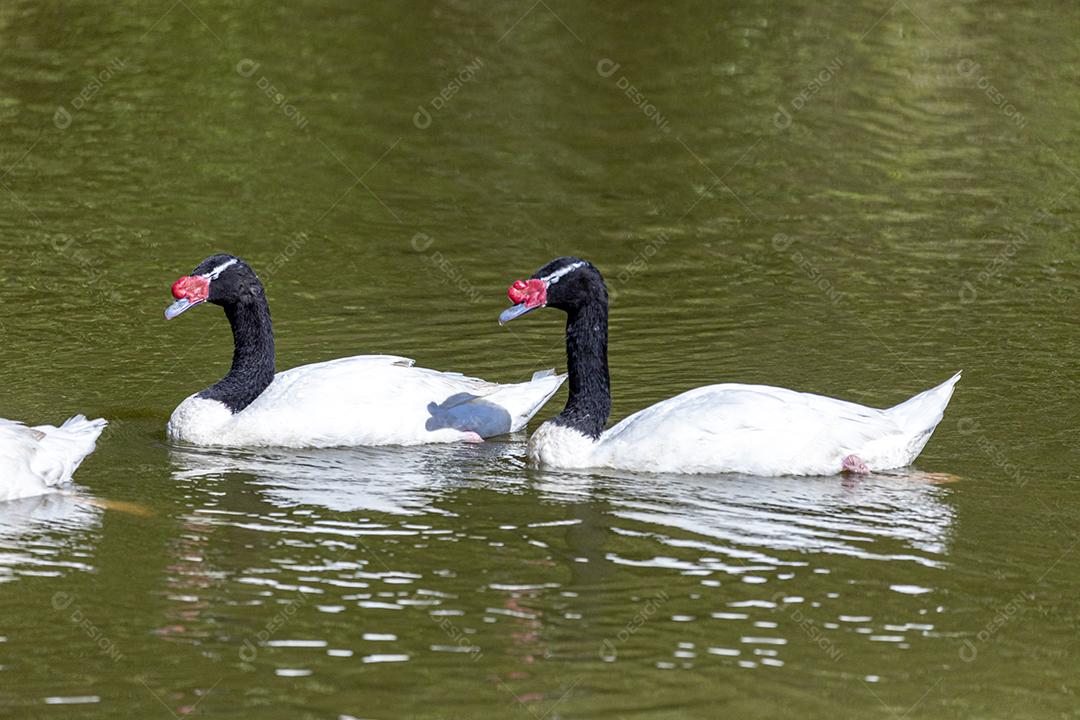 Uma frota de patos brancos nadando em linha reta no p verde