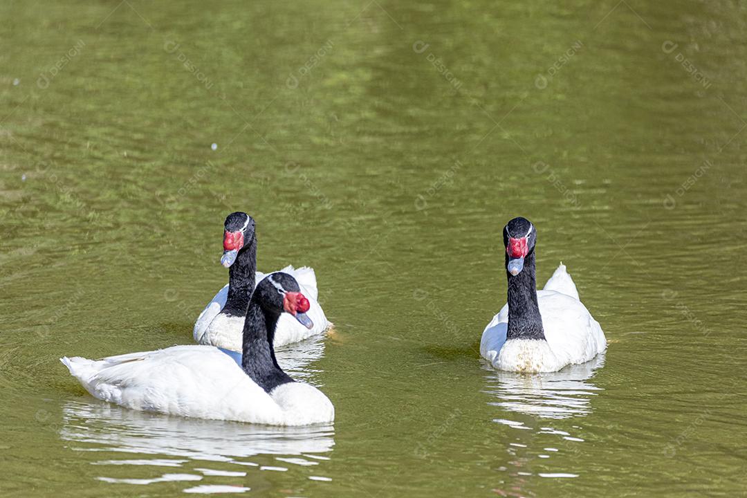 Uma frota de patos brancos nadando em linha reta no p verde