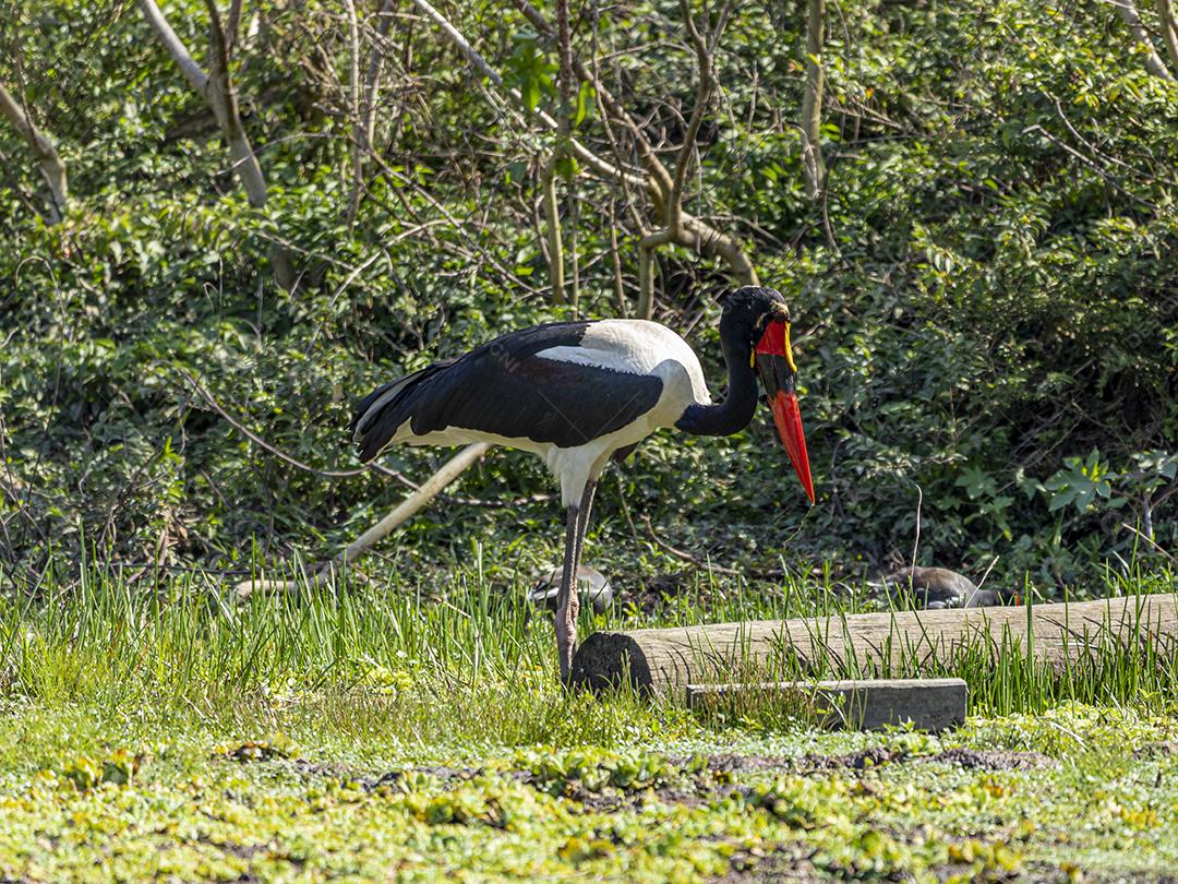Jabiru-africano