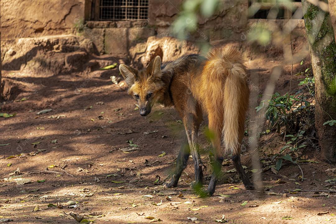 Lobo-guará (Chrysocyon brachyurus) andando no zoológico
