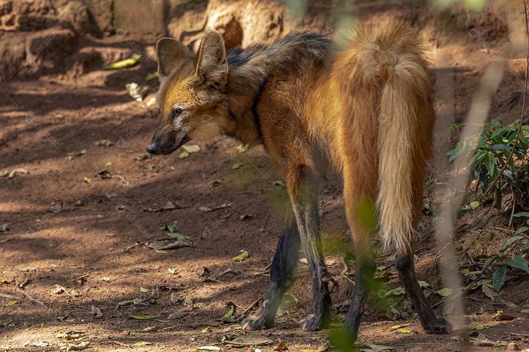 Lobo-guará (Chrysocyon brachyurus) andando no zoológico