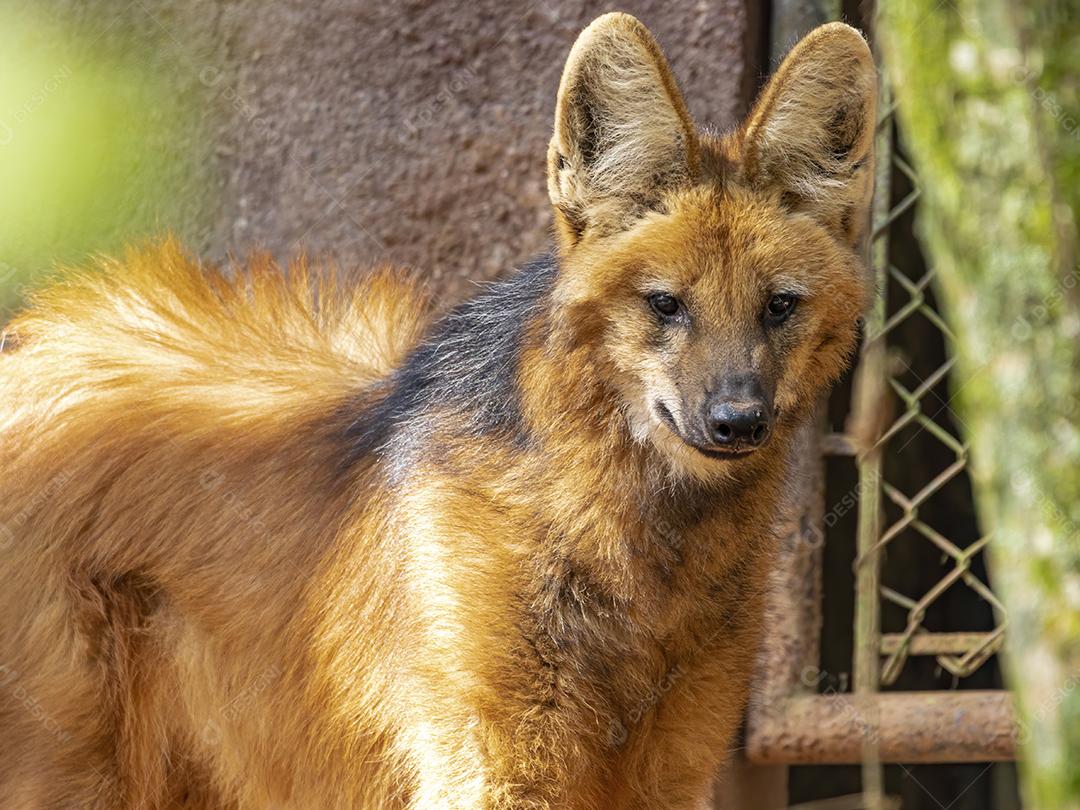 Lobo-guará (Chrysocyon brachyurus) andando no zoológico