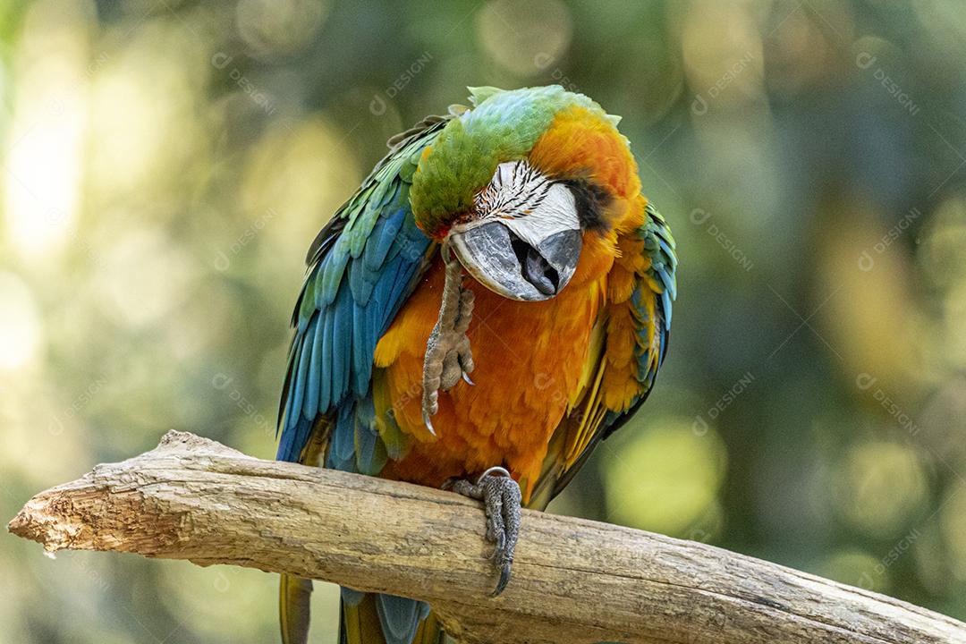 Arara híbrida em cima de galho seco em floresta