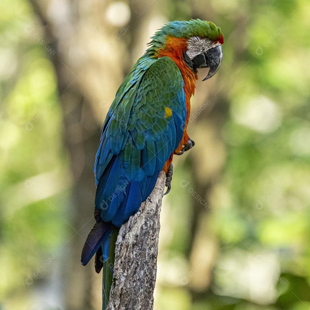 Arara híbrida em cima de galho seco em floresta