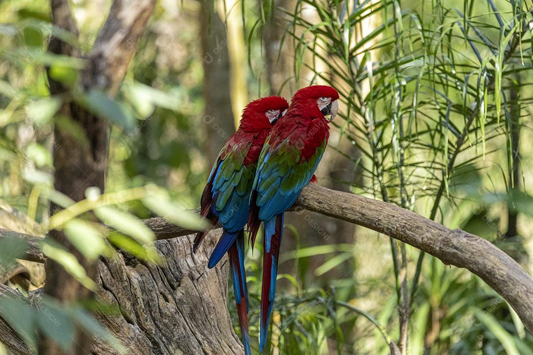 Arara híbrida em cima de galho seco em floresta