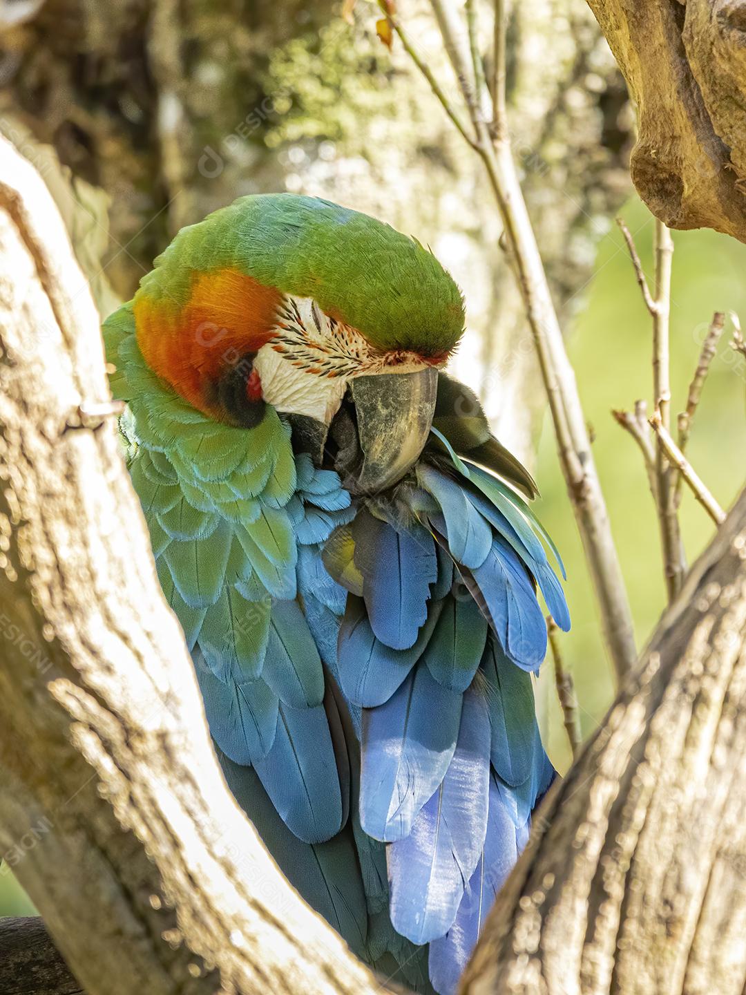 Arara híbrida em cima de galho seco em floresta