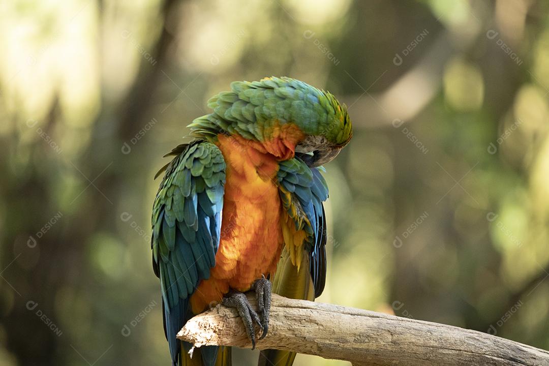Arara híbrida em cima de galho seco em floresta