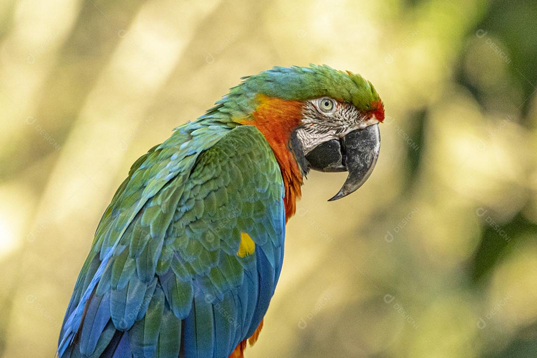 Arara híbrida em cima de galho seco em floresta