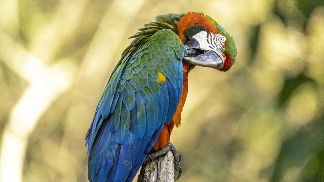 Arara híbrida em cima de galho seco em floresta