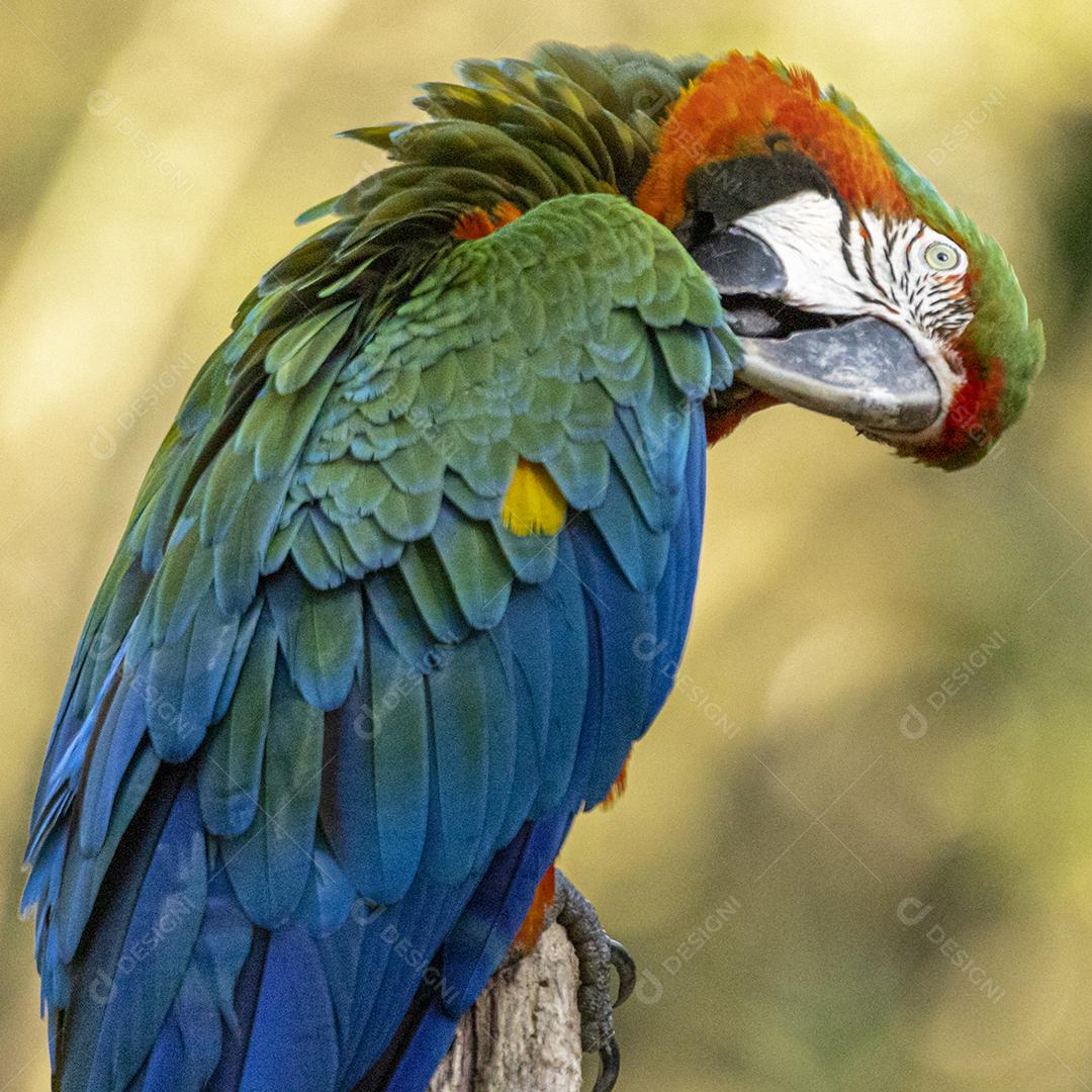 Arara híbrida em cima de galho seco em floresta