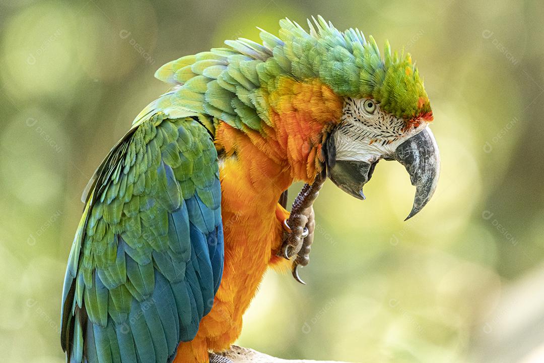 Arara híbrida em cima de galho seco em floresta