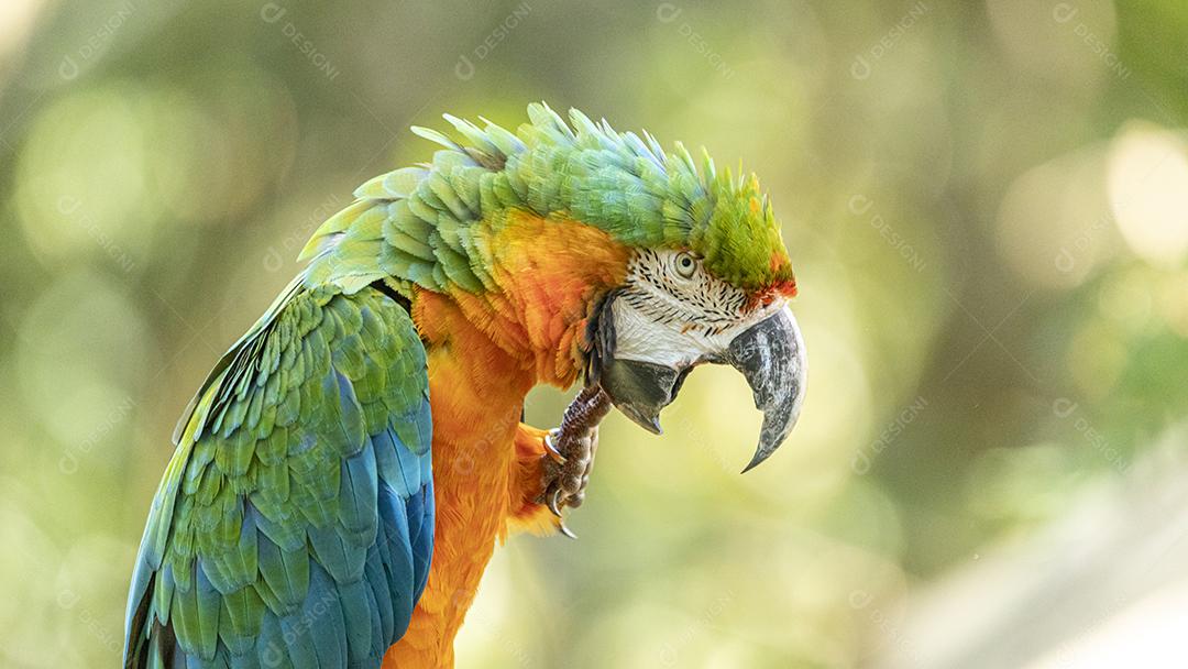 Arara híbrida em cima de galho seco em floresta