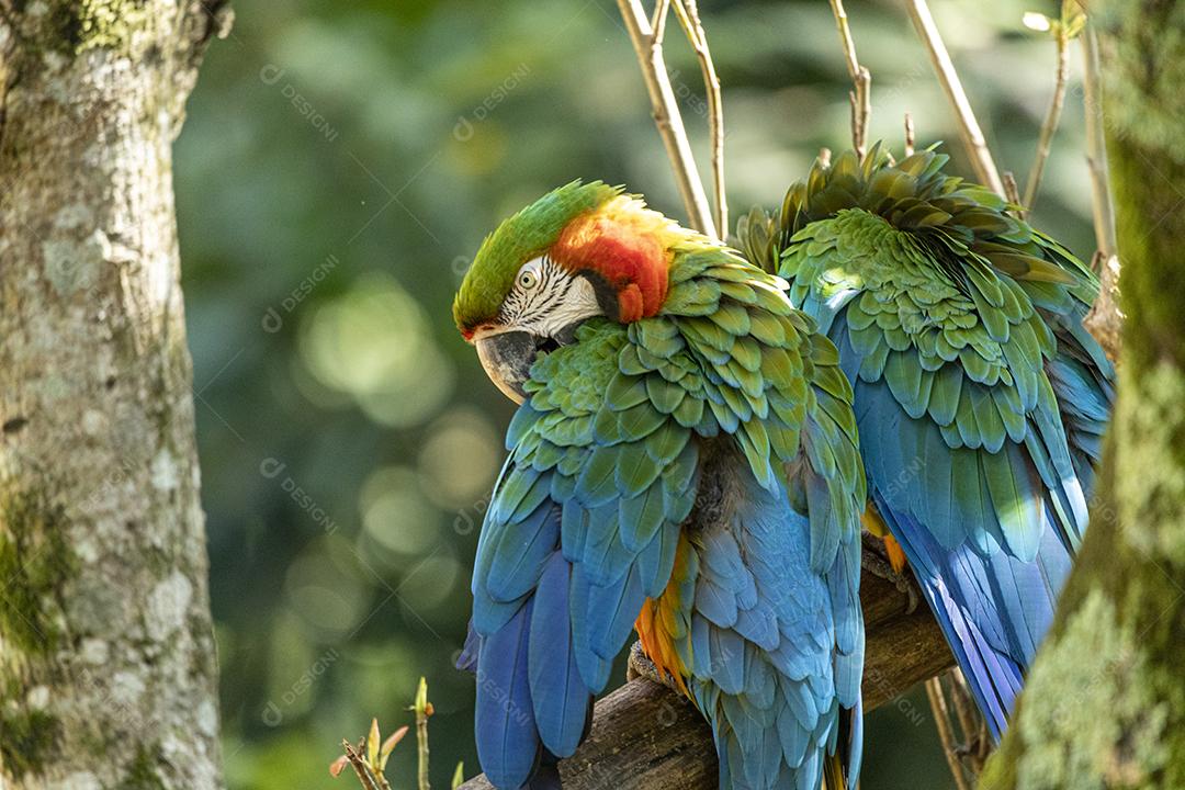 Arara híbrida em cima de galho seco em floresta