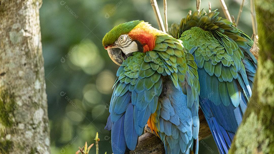 Arara híbrida em cima de galho seco em floresta